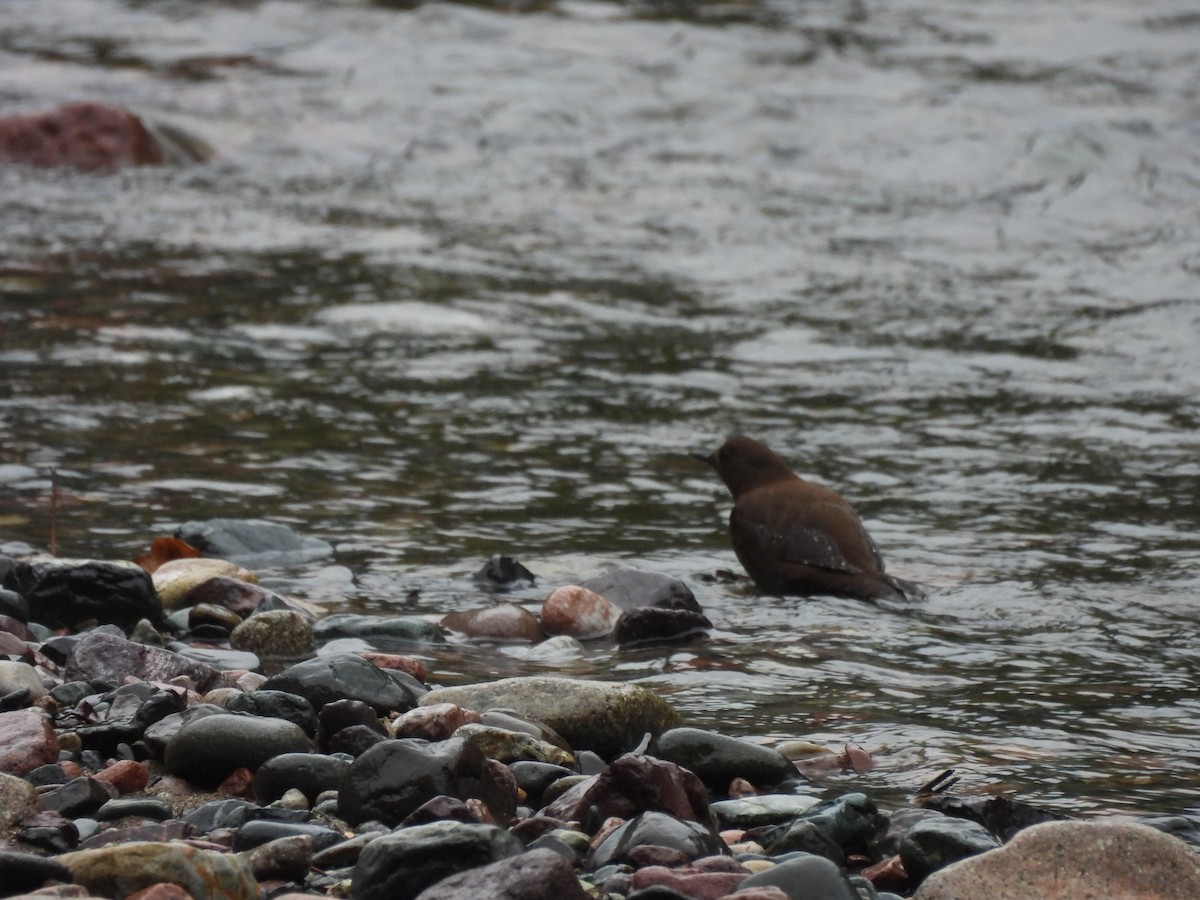 河烏 - ML646822785