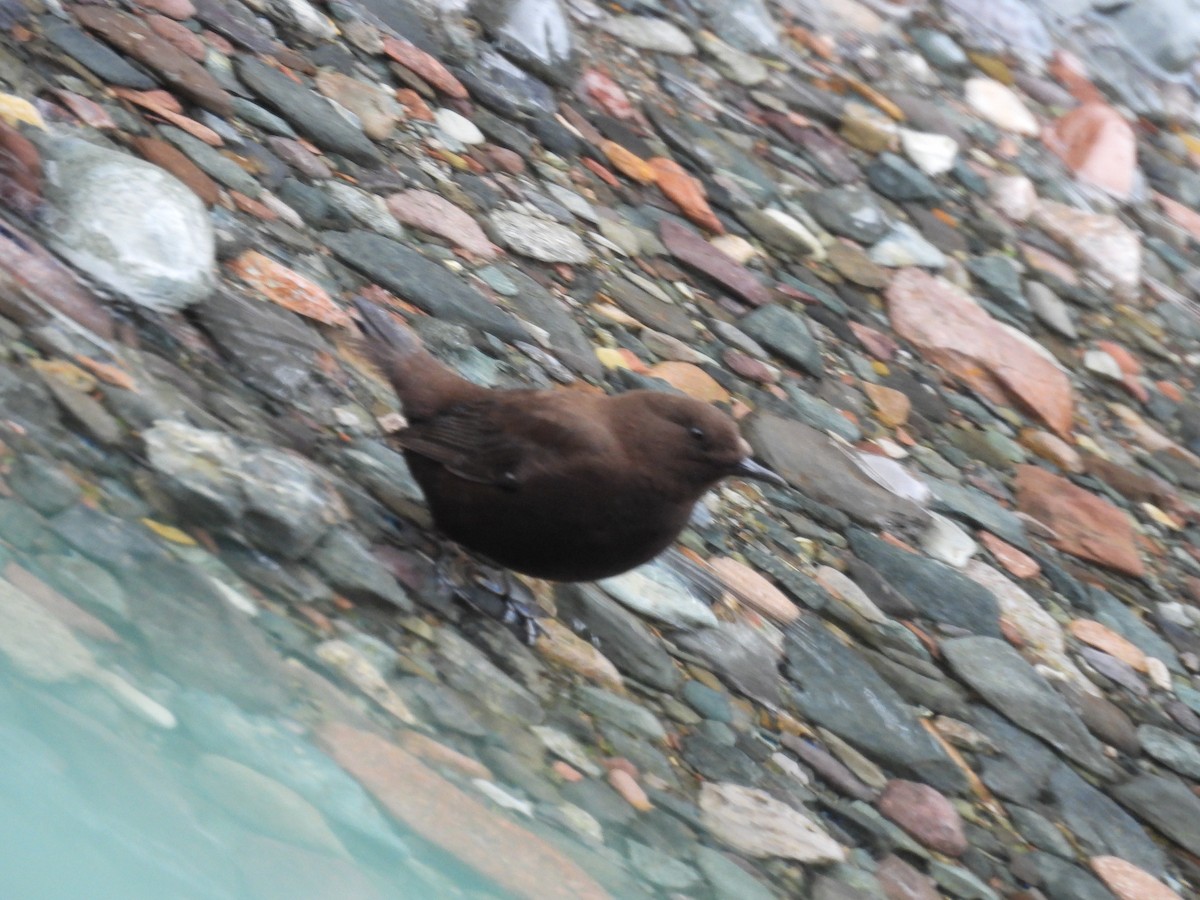 河烏 - ML646822786