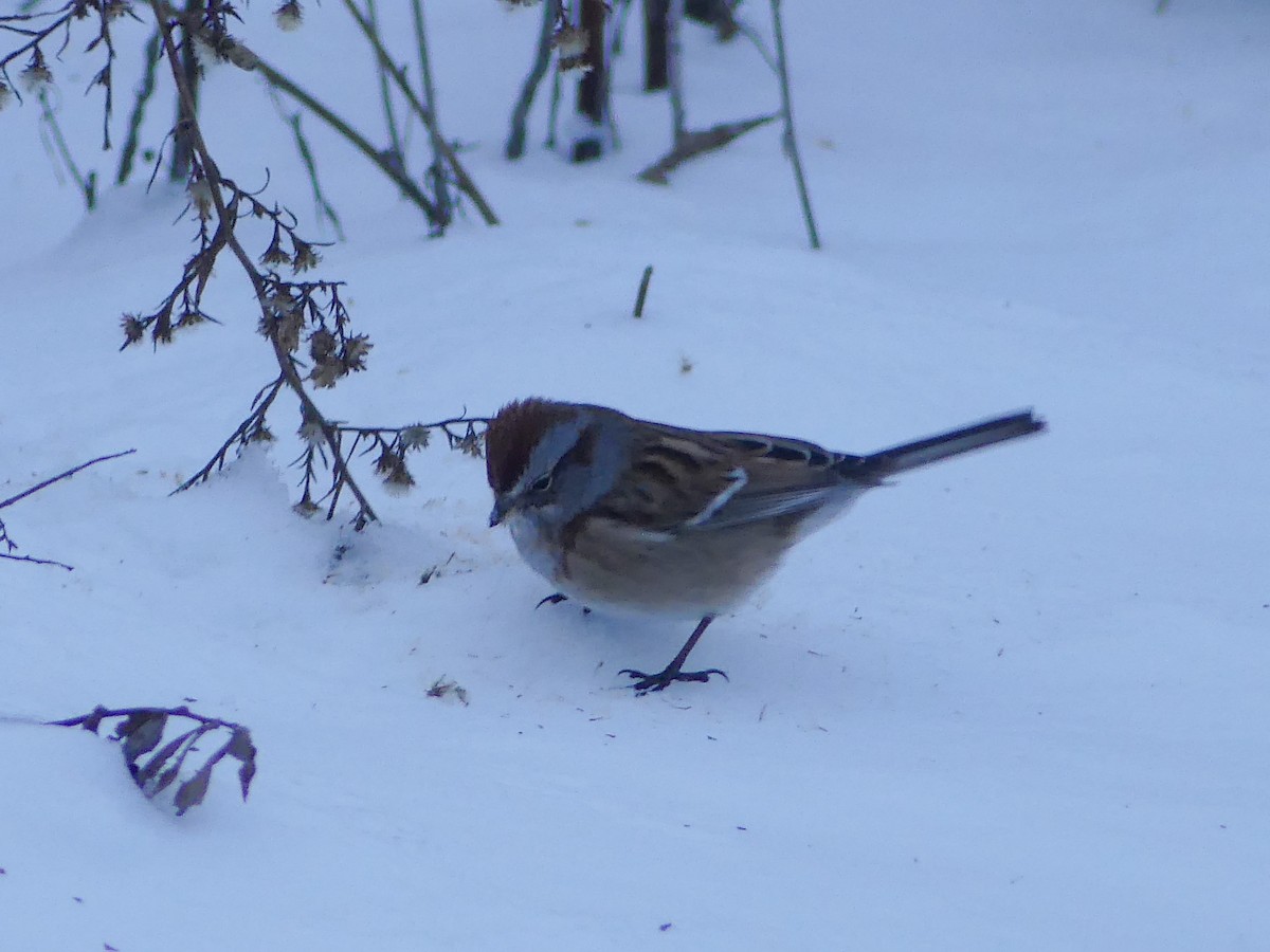 Baumammer - ML646822787