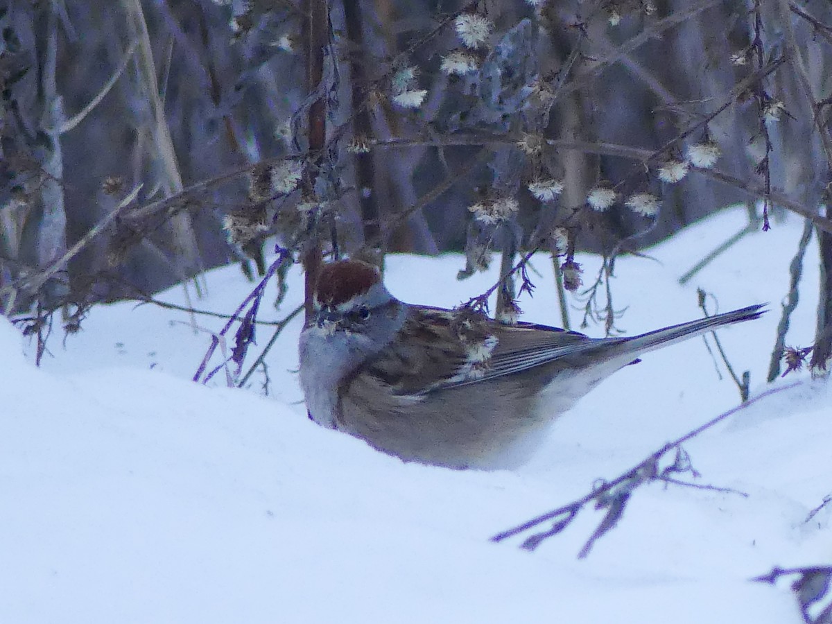 Baumammer - ML646822788