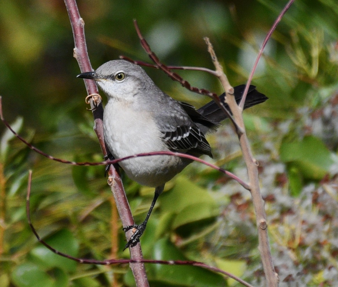 Northern Mockingbird - ML646822790