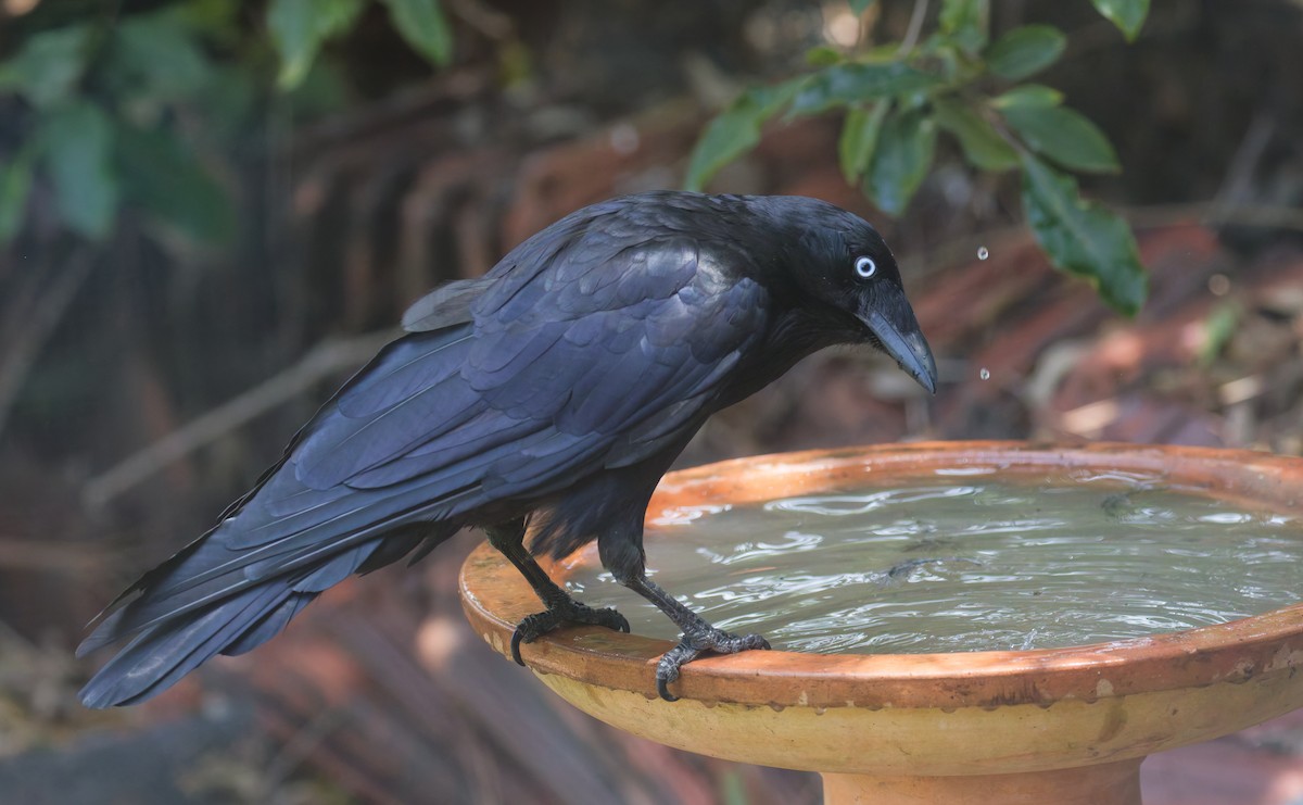 Little Raven - ML646822791