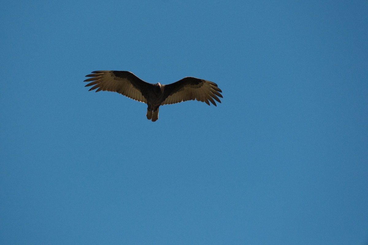 Turkey Vulture - ML646822793