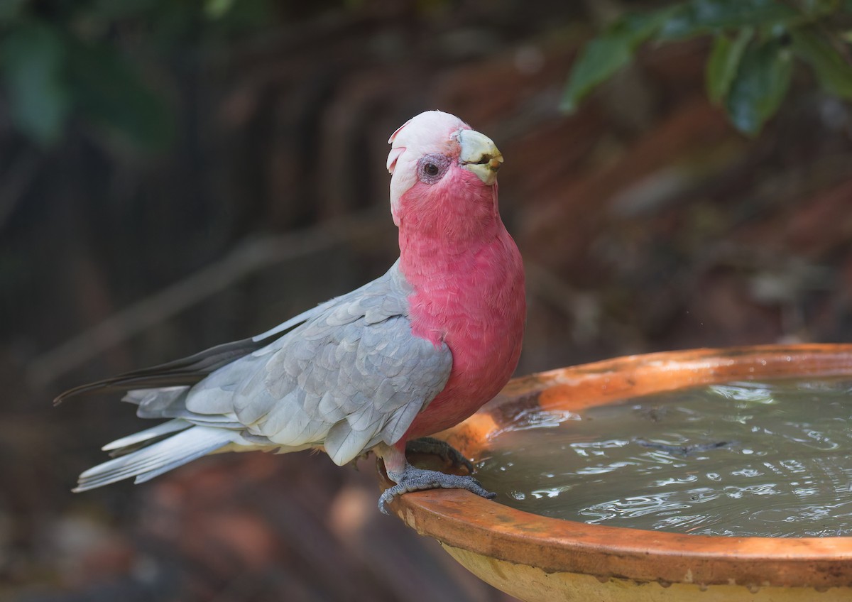 Galah - ML646822795