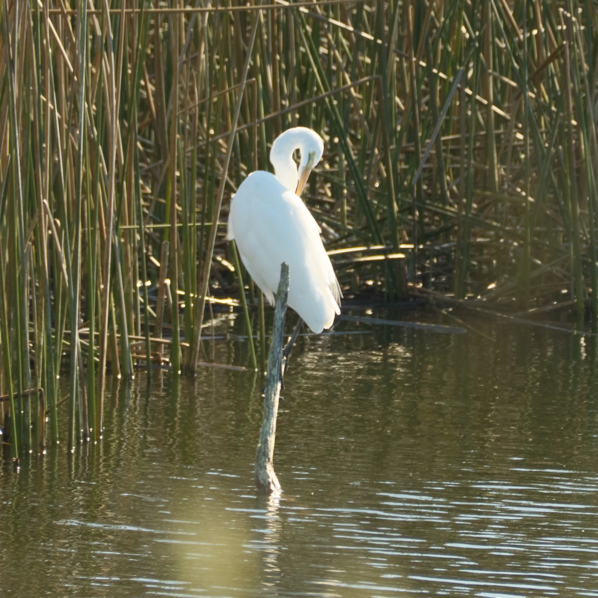Great Egret - ML646822796