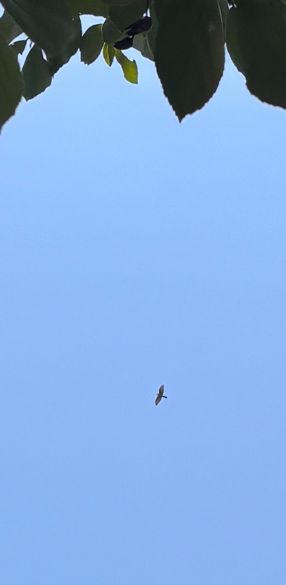 Яструб неотропічний - ML646822812