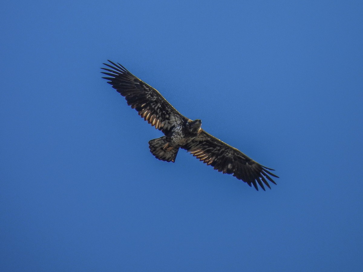 Bald Eagle - ML646822813