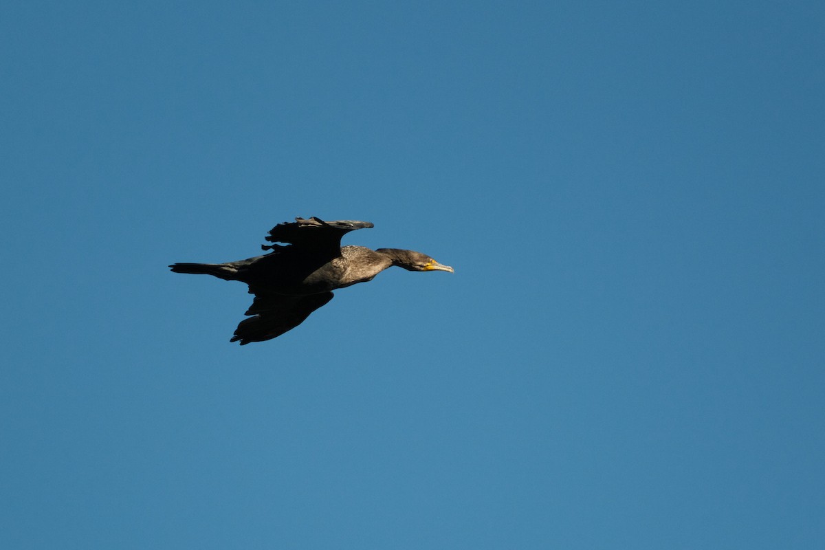 Cormorán Orejudo - ML646822814