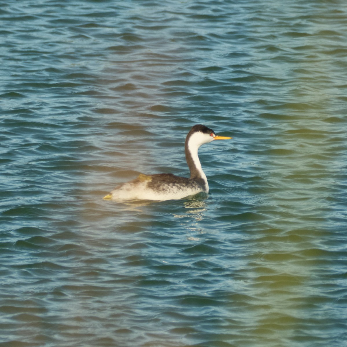 Clark's Grebe - ML646822815