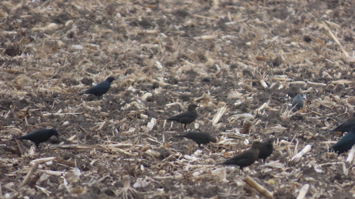 Brewer's Blackbird - ML646822817