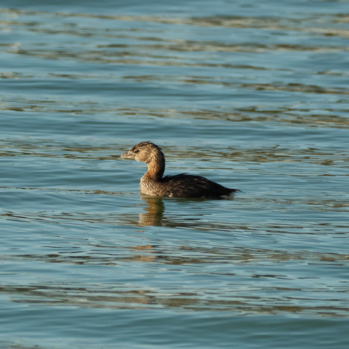 Pied-billed Grebe - ML646822819