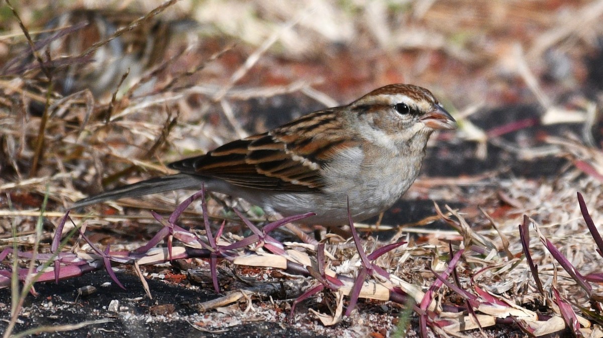 Chipping Sparrow - ML646822821