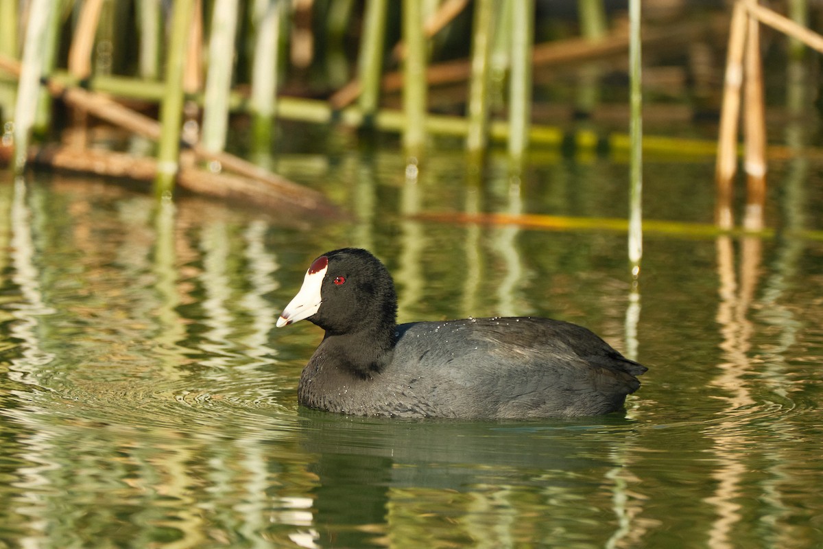 American Coot - ML646822822