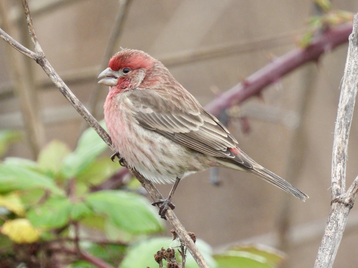 House Finch - ML646822823