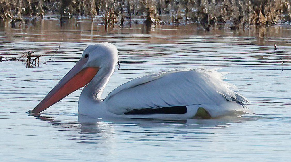 Пеликан-носорог - ML646822825