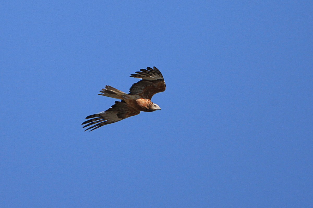 Square-tailed Kite - ML646822826
