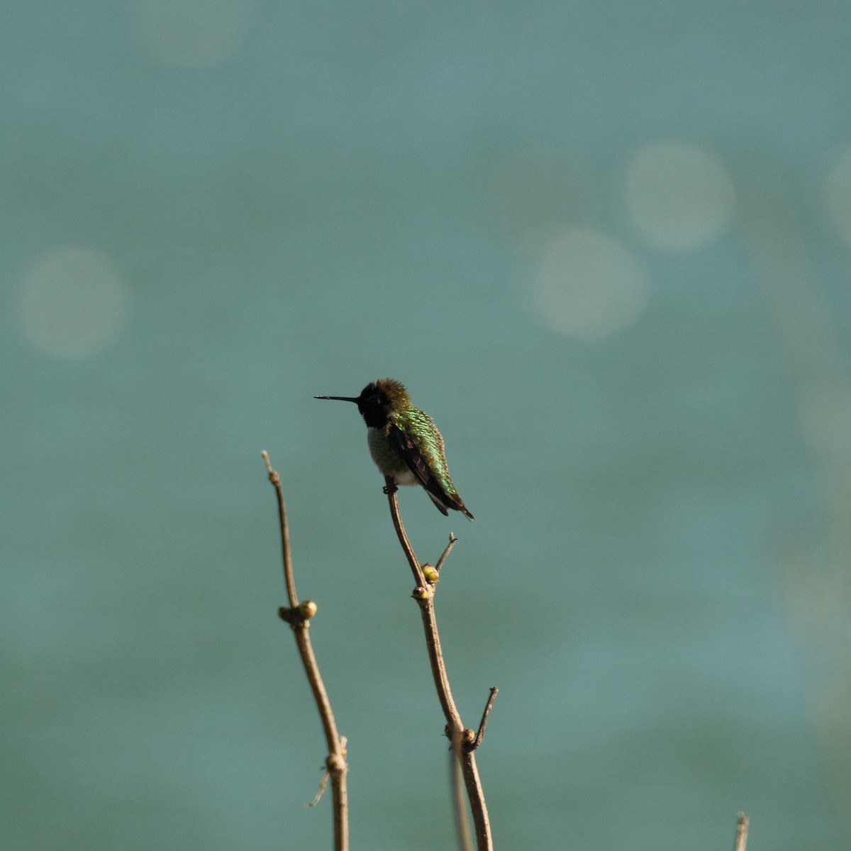 Anna's Hummingbird - ML646822830