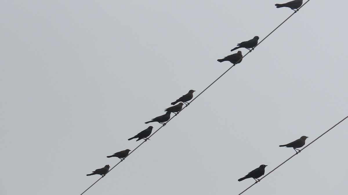 Brewer's Blackbird - ML646822834