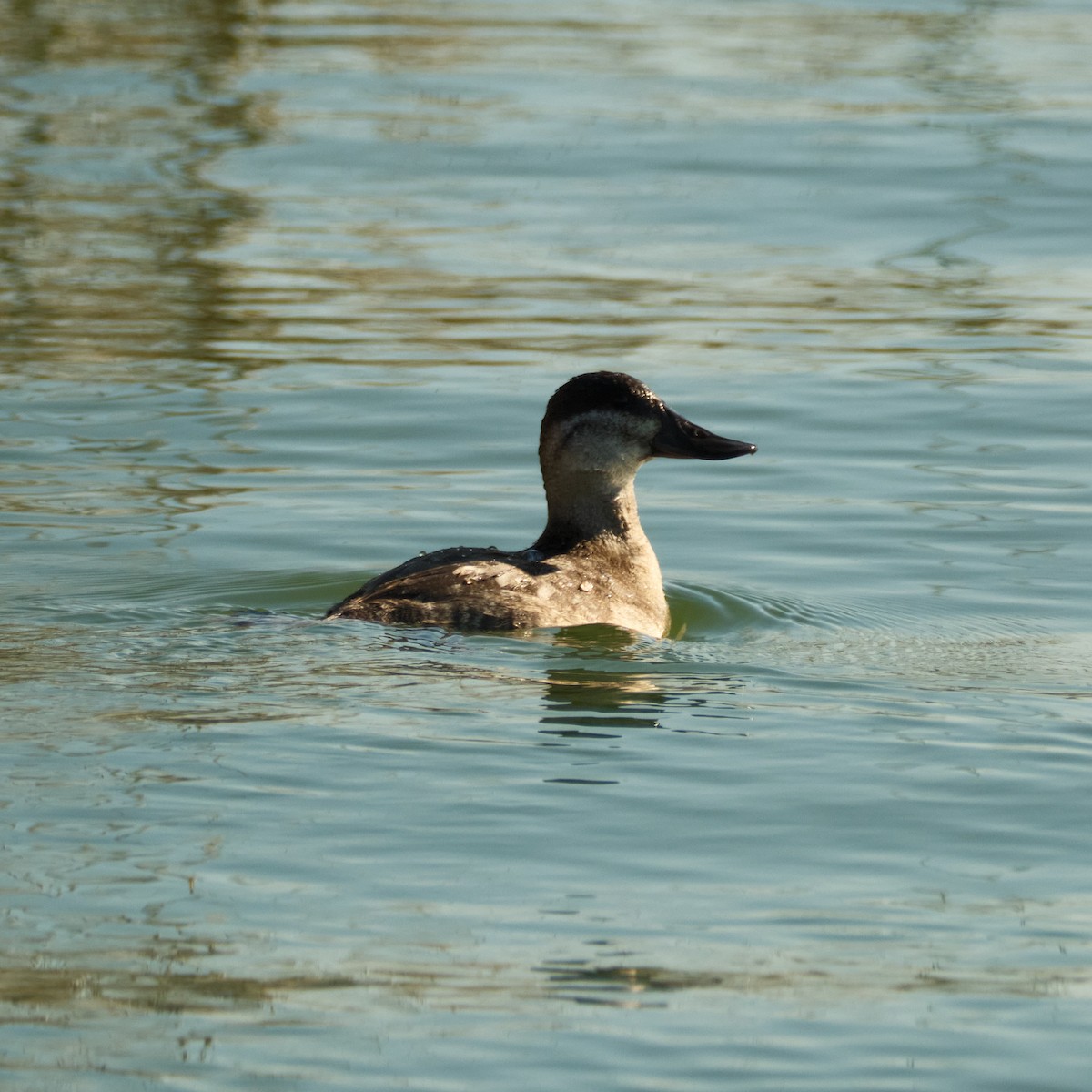 Савка американська - ML646822835