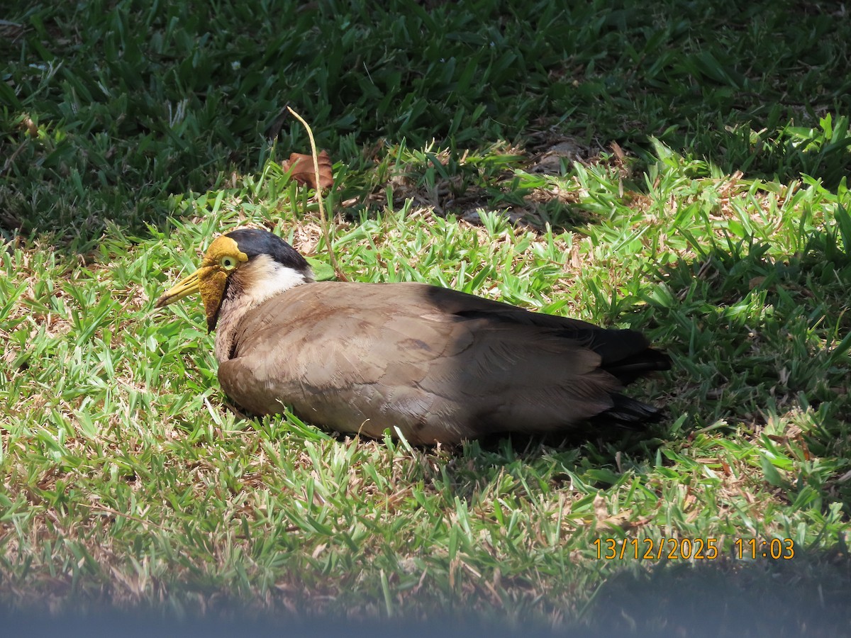 čejka australská - ML646822836