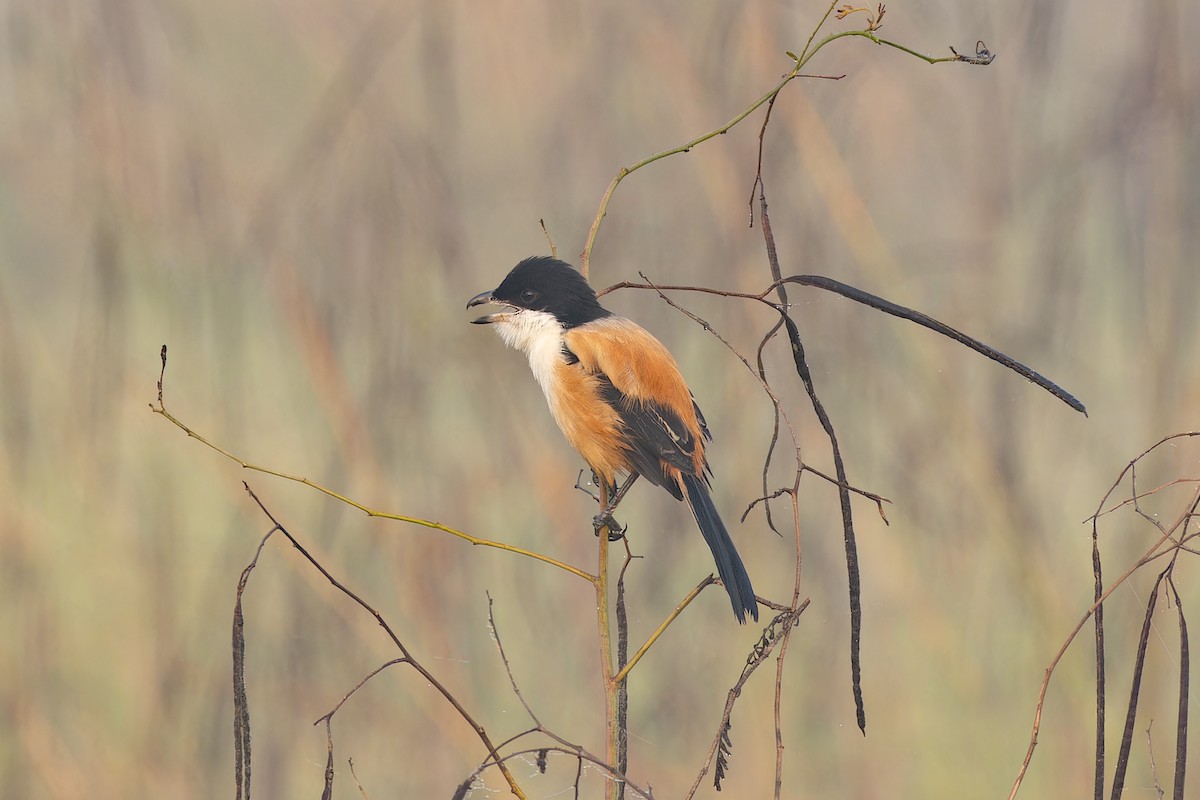 Long-tailed Shrike - ML646822837