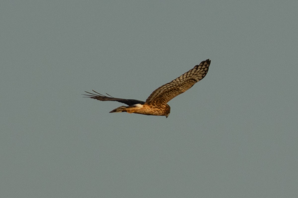 זרון אמריקני - ML646822838