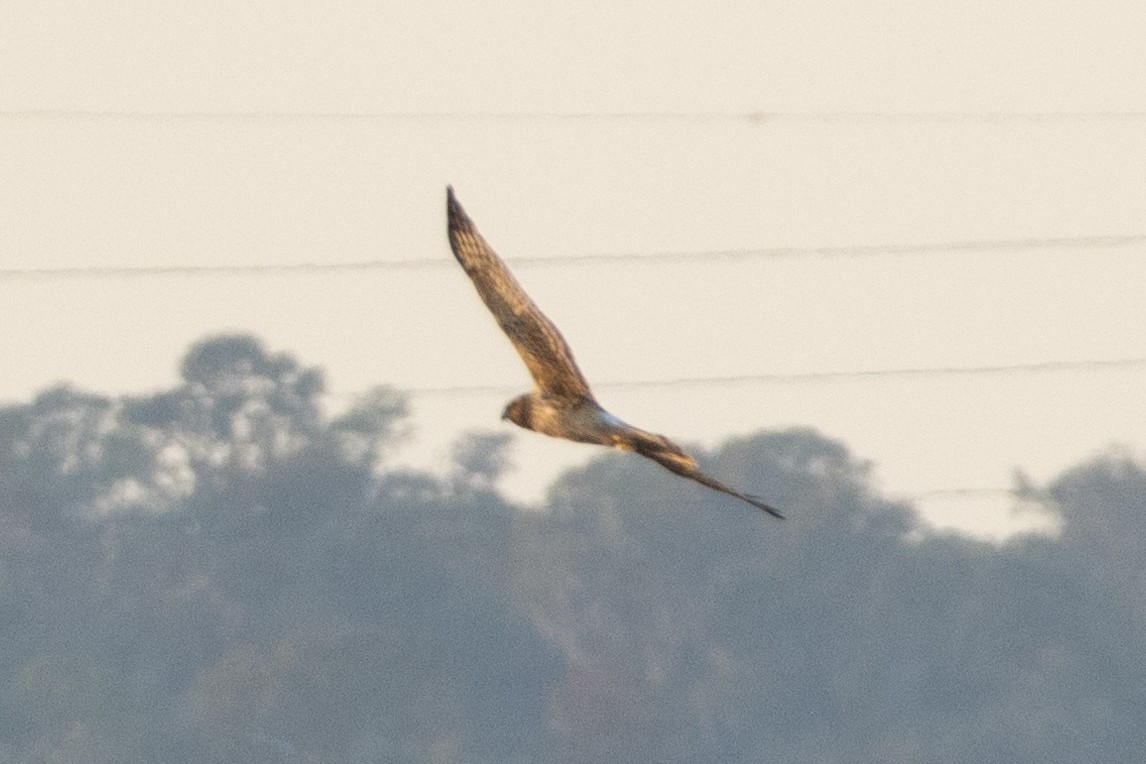 זרון אמריקני - ML646822844