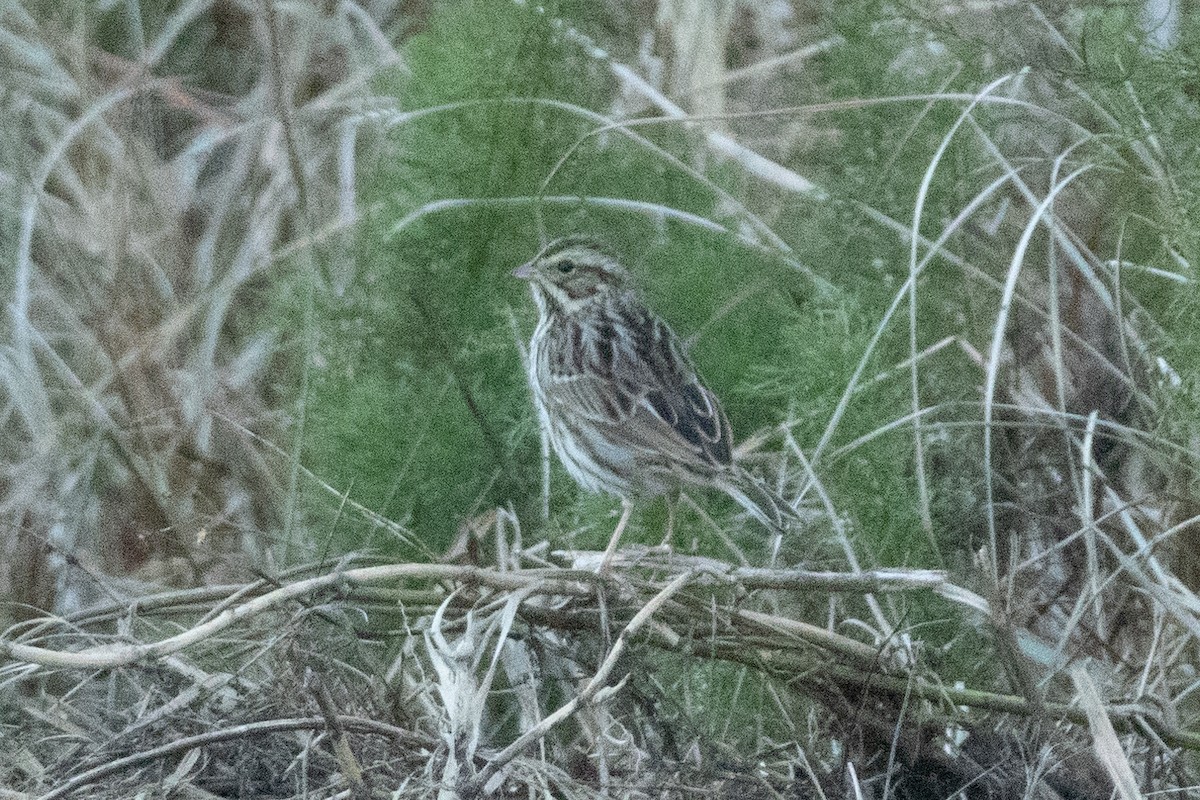 Savannah Sparrow - ML646822850