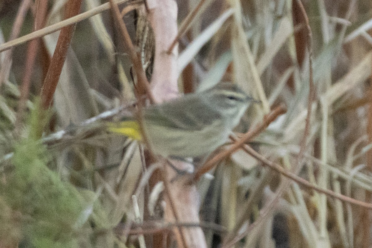 סבכון חום-כיפה - ML646822851