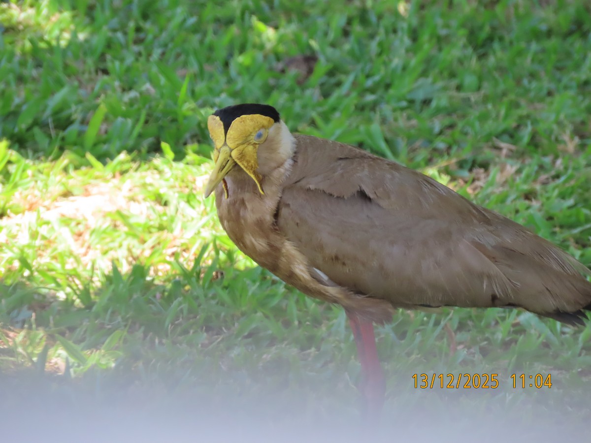 čejka australská - ML646822852