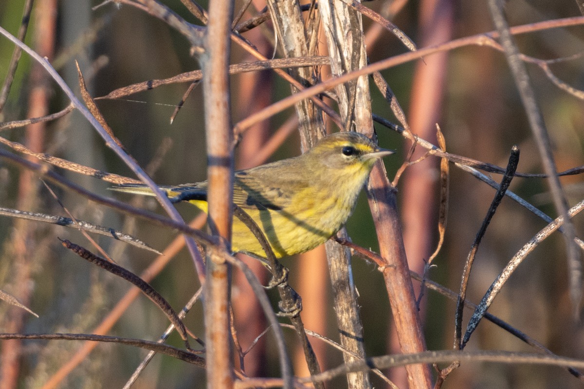 סבכון חום-כיפה - ML646822853
