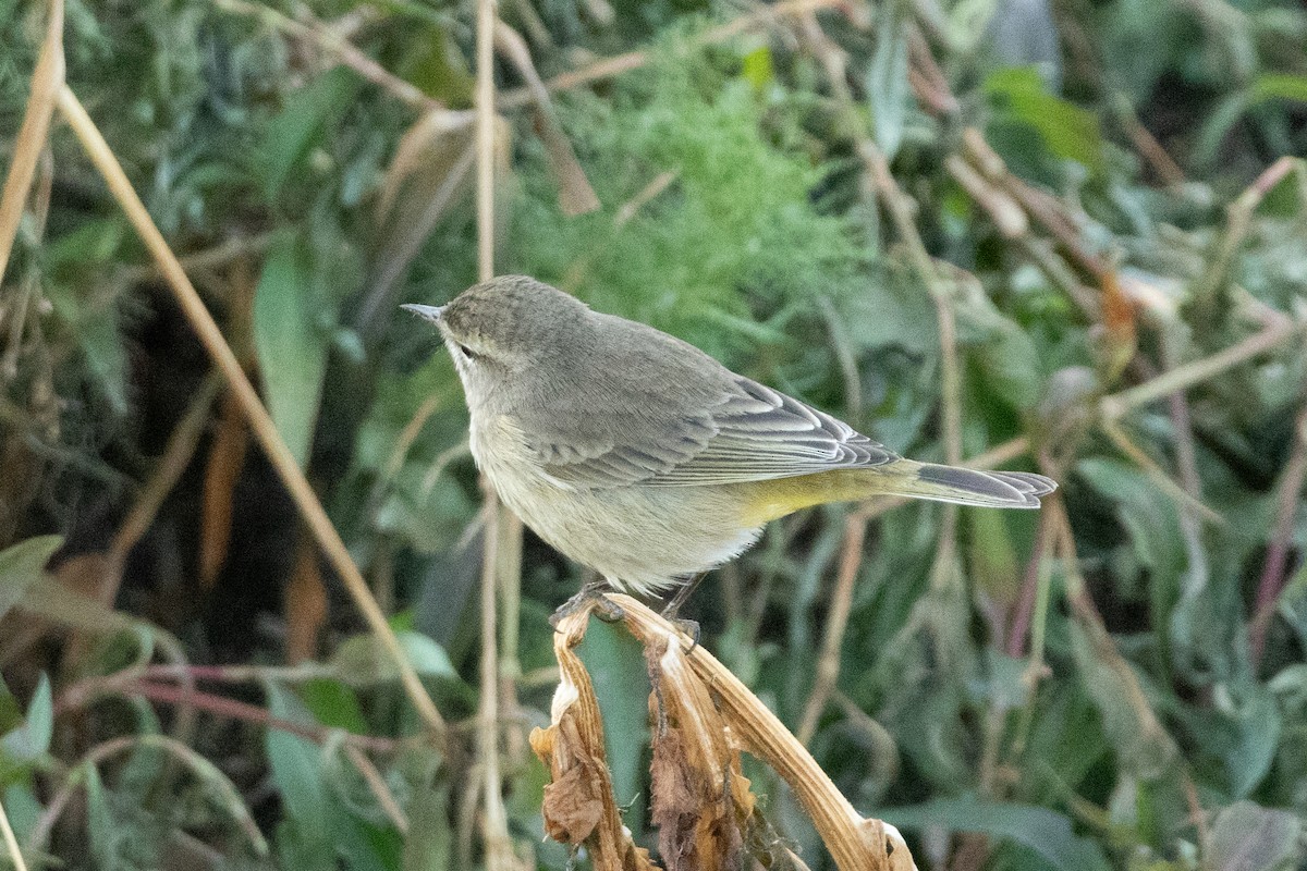 סבכון חום-כיפה - ML646822854