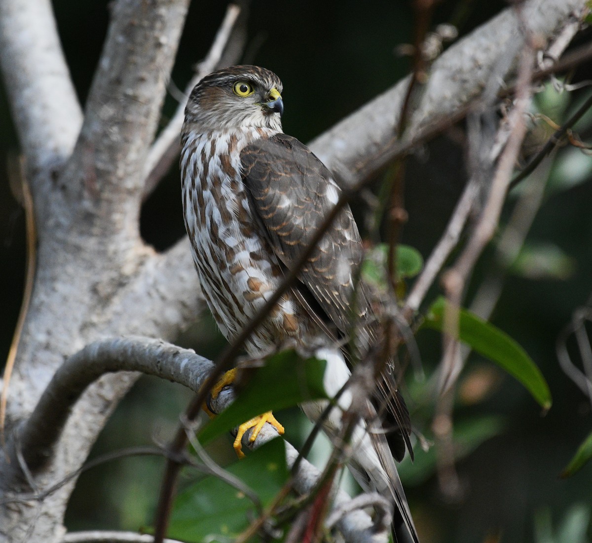 krahujec americký - ML646822860