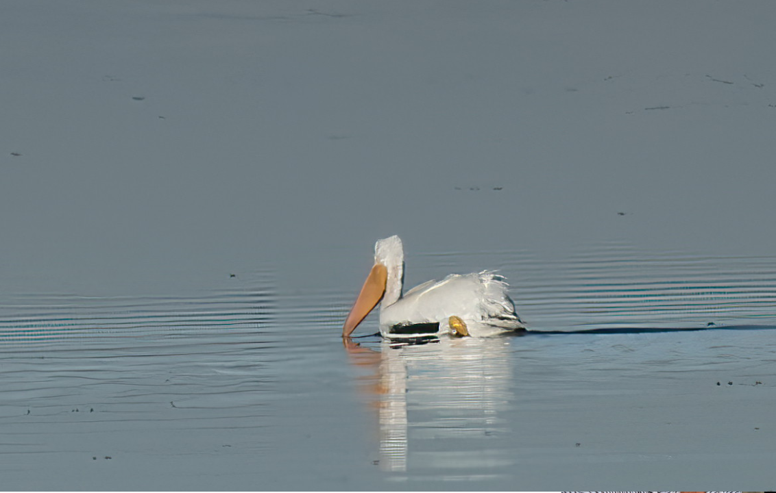 Пеликан-носорог - ML646822861