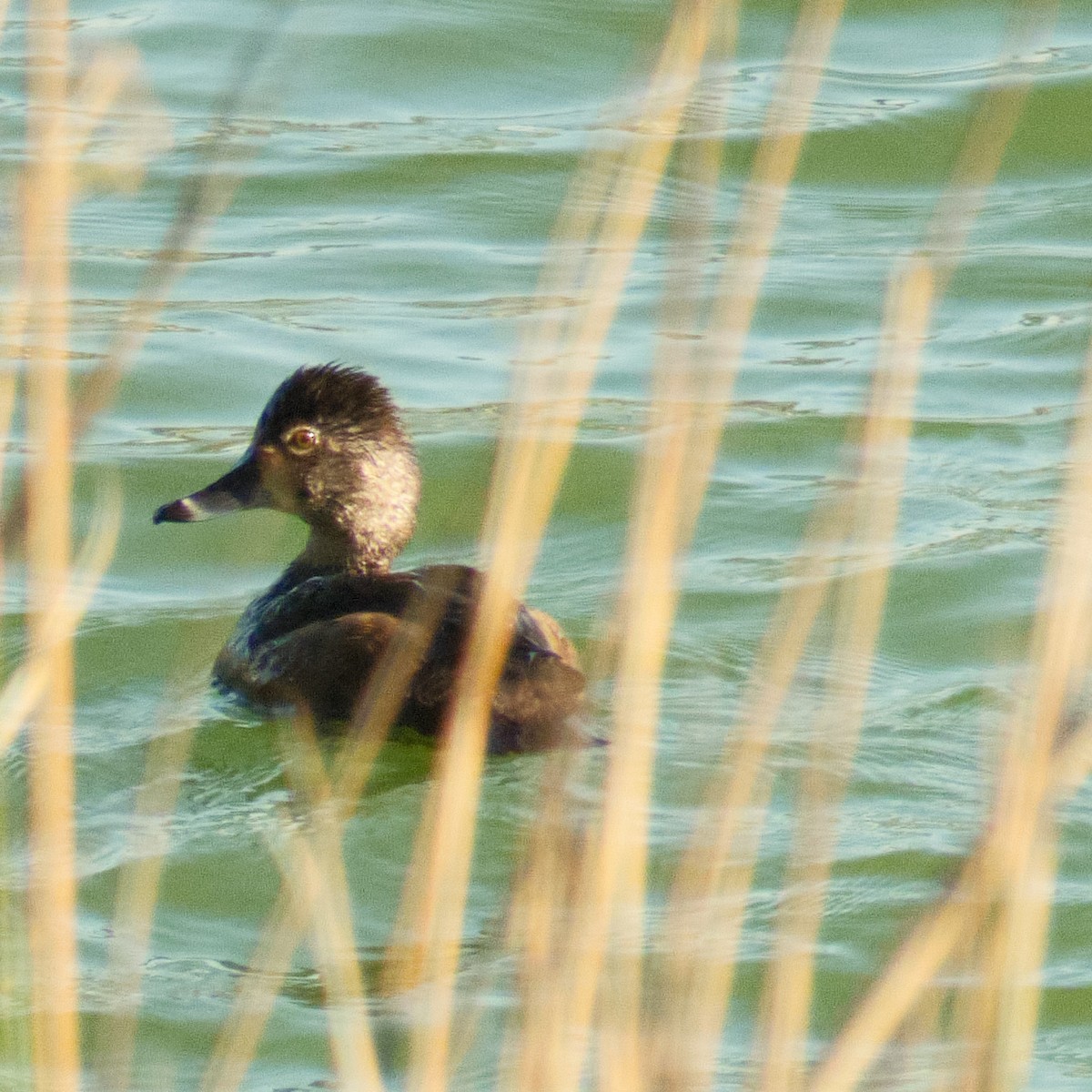 Ring-necked Duck - ML646822862