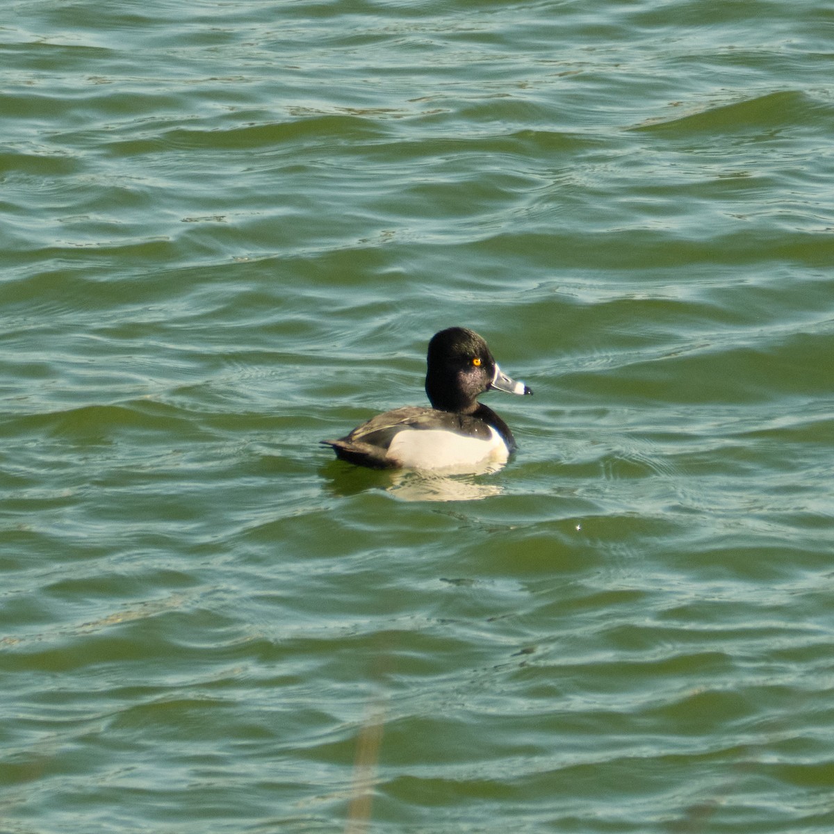 Ring-necked Duck - ML646822863