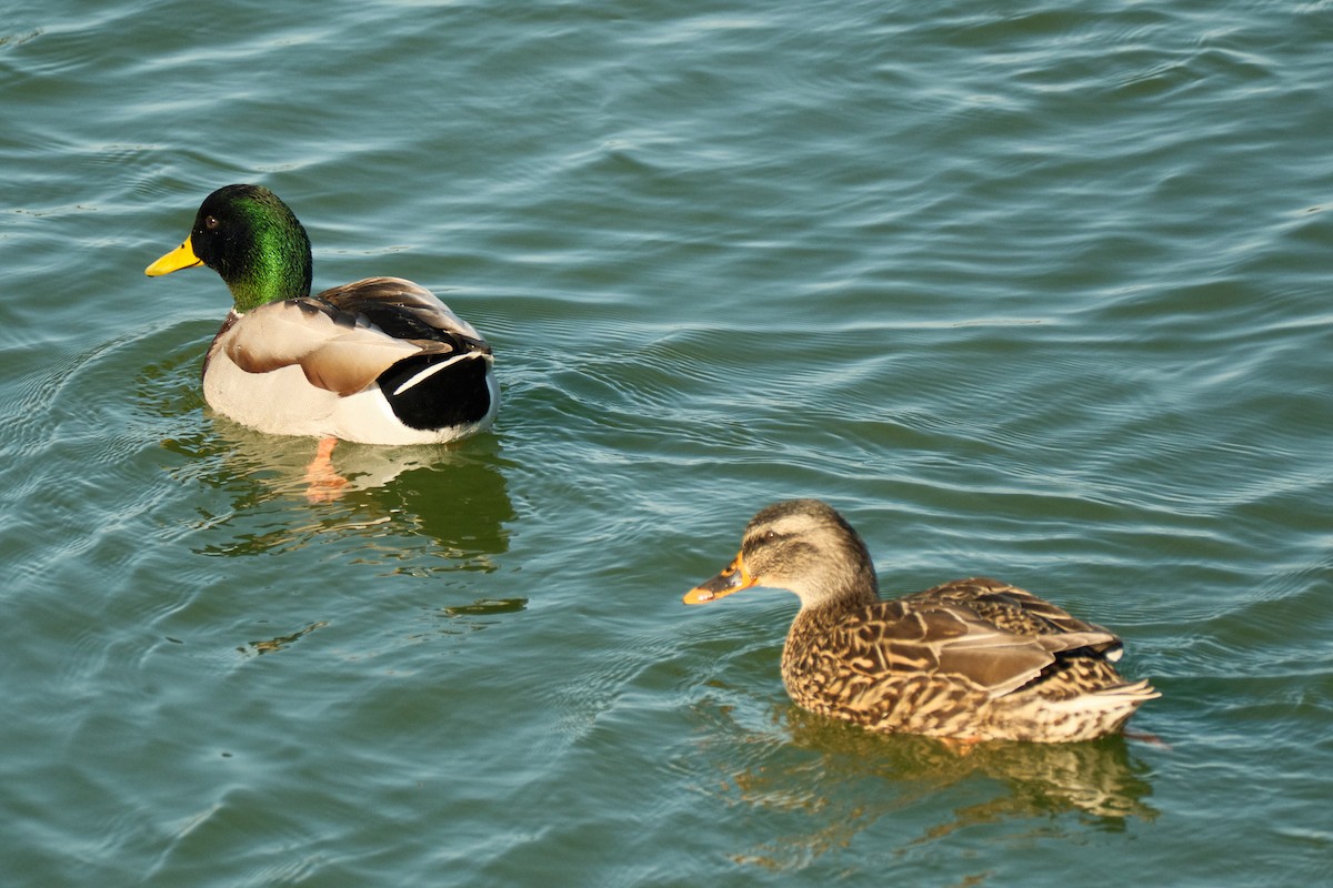 Mallard - ML646822864