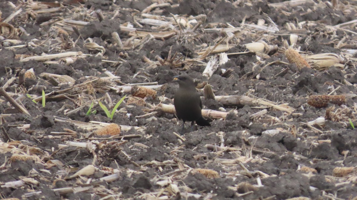 Brewer's Blackbird - ML646822865