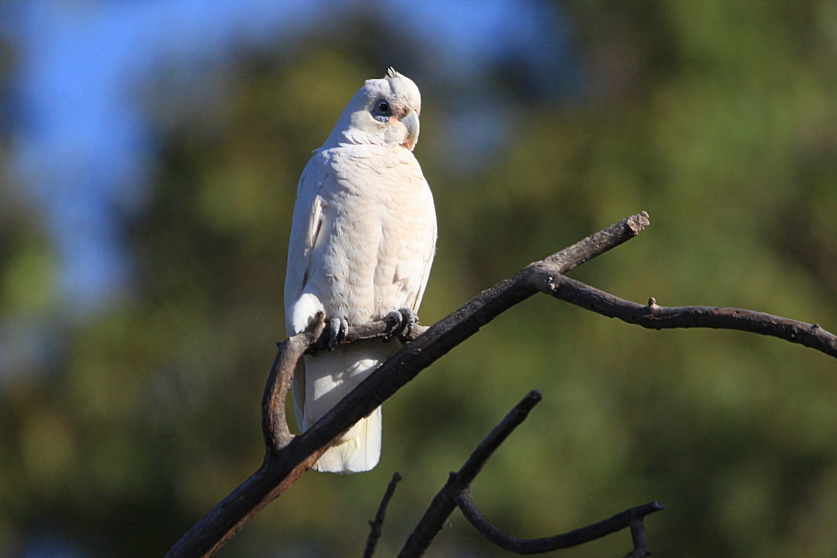 Little Corella - ML646822866