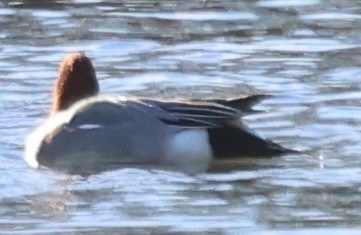 Свищ євразійський - ML646822868