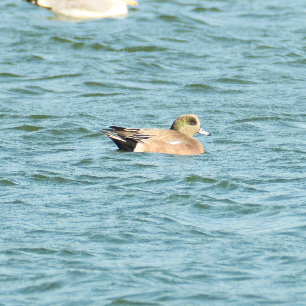 American Wigeon - ML646822869