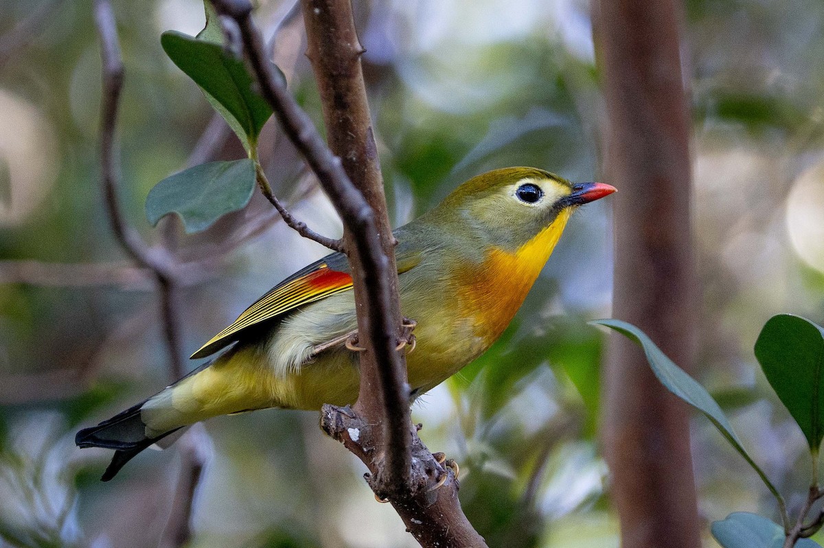 Red-billed Leiothrix - ML646822871