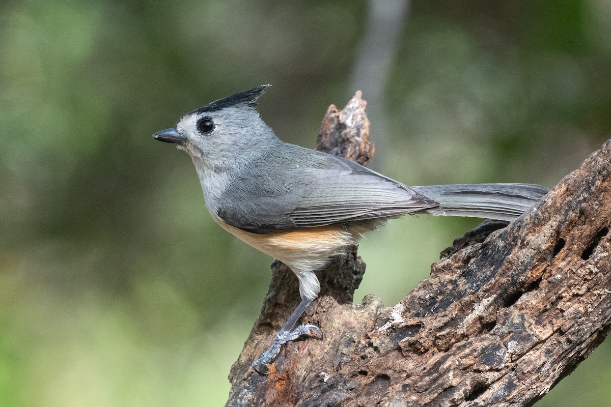 Black-crested Titmouse - ML646822872