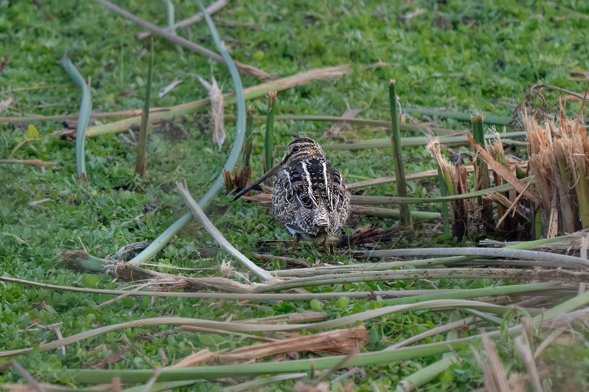 Wilson Suçulluğu - ML646822873