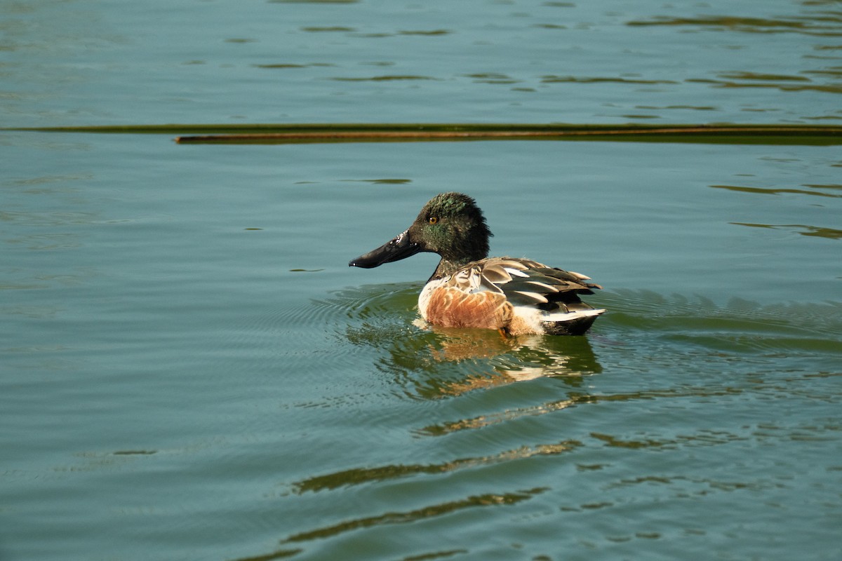 Northern Shoveler - ML646822875