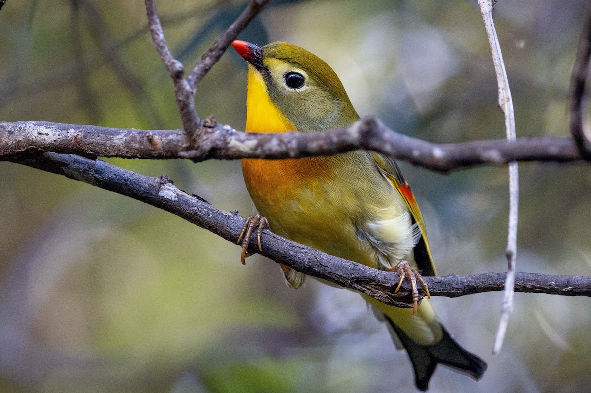 Red-billed Leiothrix - ML646822876