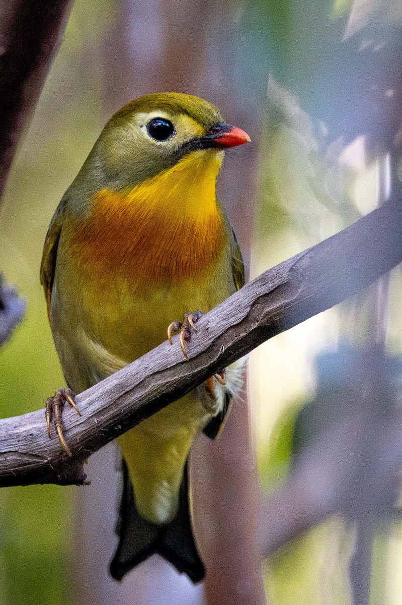 Red-billed Leiothrix - ML646822877
