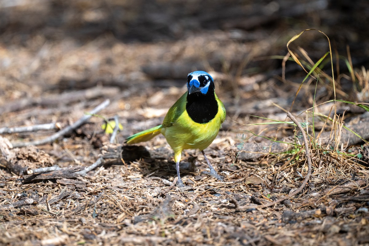 Green Jay - ML646822880