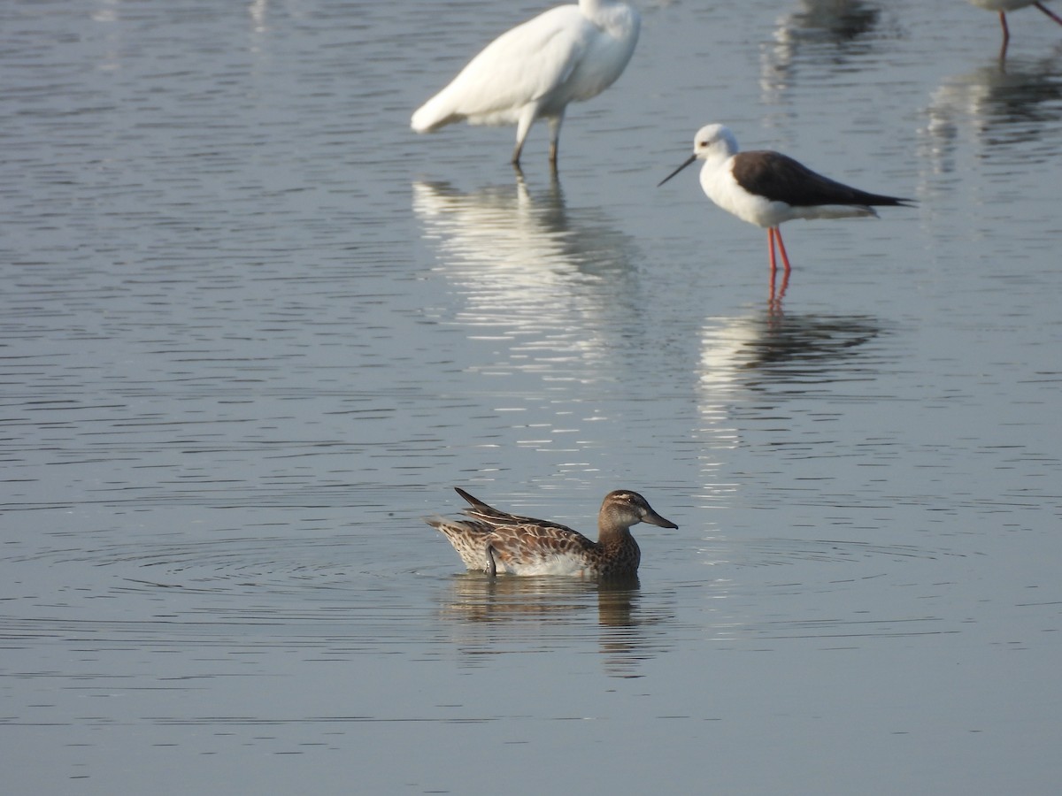 白眉鴨 - ML646822881