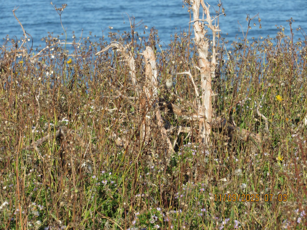 Savannah Sparrow - ML646822882